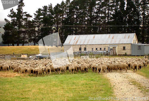 Image of Sheep farm in New Zealand