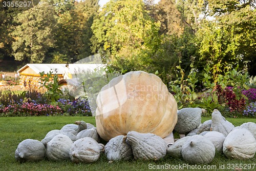 Image of Cucurbita Maxima Giant Pumpkin cucurbita pumpkin pumpkins from a