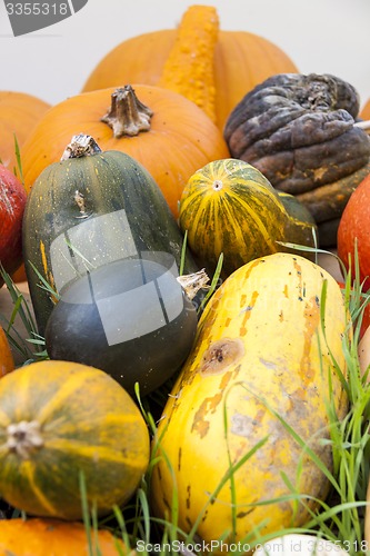 Image of Different maxima and pepo cucurbita pumpkin pumpkins from autumn