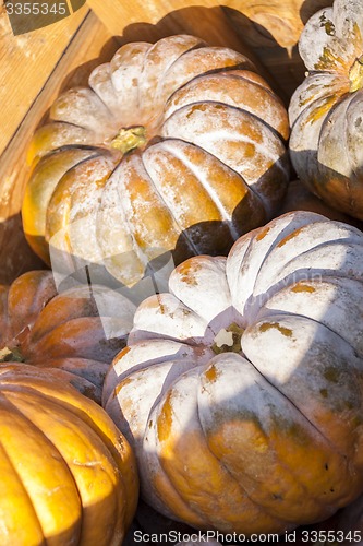 Image of Muscade de Provence cucurbita pumpkin pumpkins from autumn harve