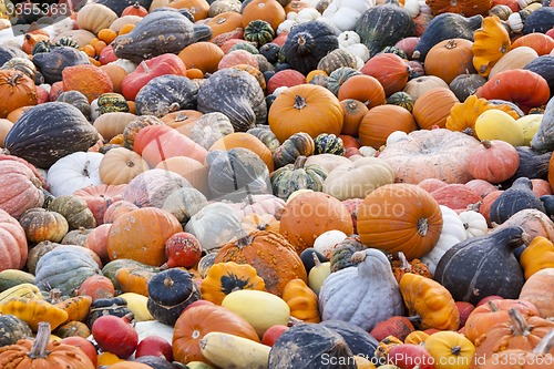 Image of Different maxima and pepo cucurbita pumpkin pumpkins from autumn