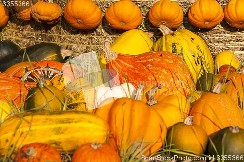 Image of Different maxima and pepo cucurbita pumpkin pumpkins from autumn