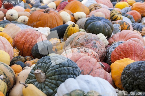 Image of Different maxima and pepo cucurbita pumpkin pumpkins from autumn