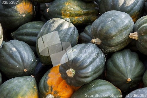 Image of Mesa Queen Eichelkürbis Winterhorn cucurbita pumpkin pumpkins f