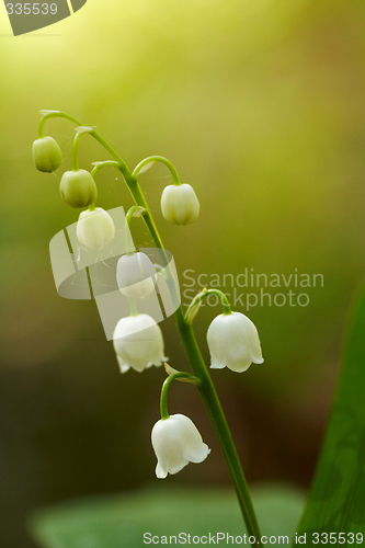 Image of lily of the valley