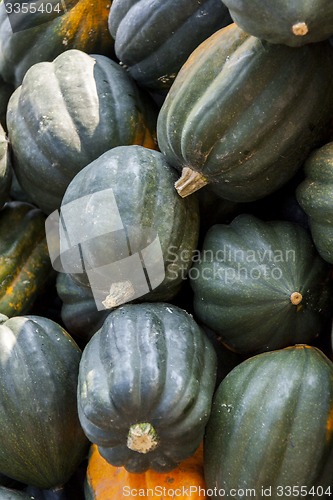 Image of Mesa Queen Eichelkürbis Winterhorn cucurbita pumpkin pumpkins f