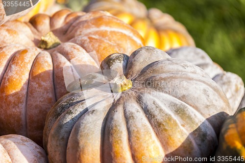 Image of Muscade de Provence cucurbita pumpkin pumpkins from autumn harve