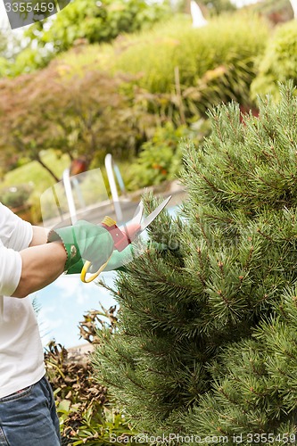 Image of Close Up of Hands Trimming Grass with Clippers