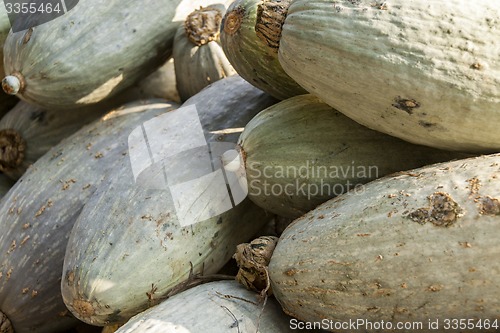 Image of Blue banana grey banana cucurbita pumpkin pumpkins from autumn h