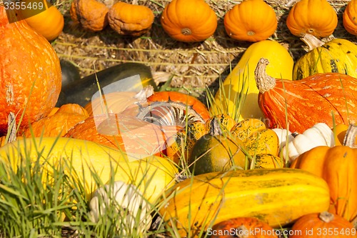Image of Different maxima and pepo cucurbita pumpkin pumpkins from autumn