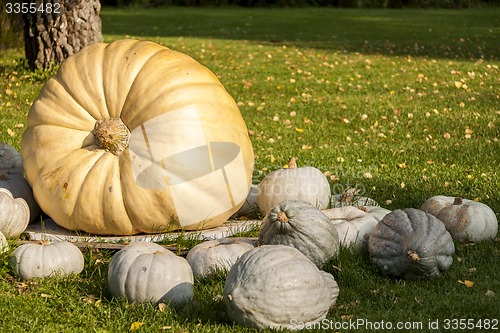 Image of Cucurbita Maxima Giant Pumpkin cucurbita pumpkin pumpkins from a