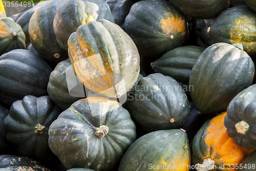 Image of Mesa Queen Eichelkürbis Winterhorn cucurbita pumpkin pumpkins f