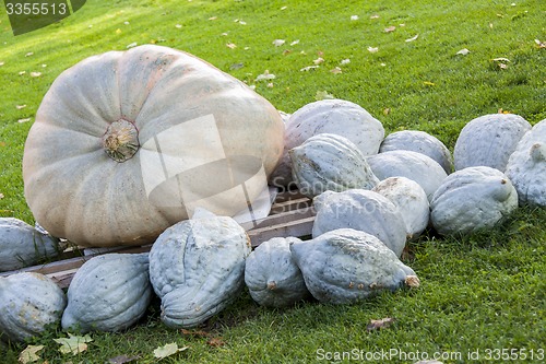 Image of Cucurbita Maxima Giant Pumpkin cucurbita pumpkin pumpkins from a