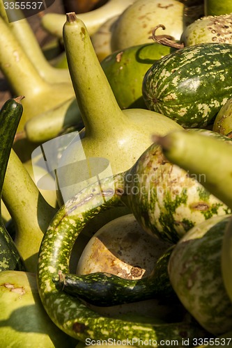 Image of Kalebassenkürbirs cucurbita pumpkin pumpkins from autumn harves