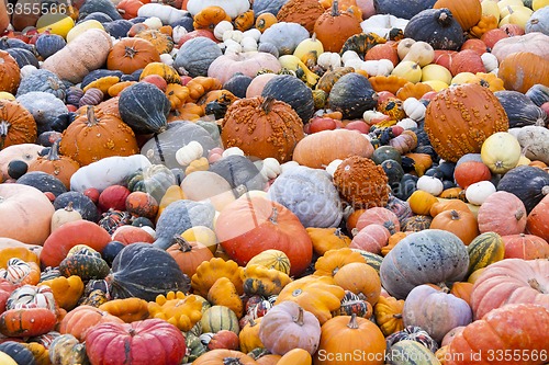 Image of Different maxima and pepo cucurbita pumpkin pumpkins from autumn