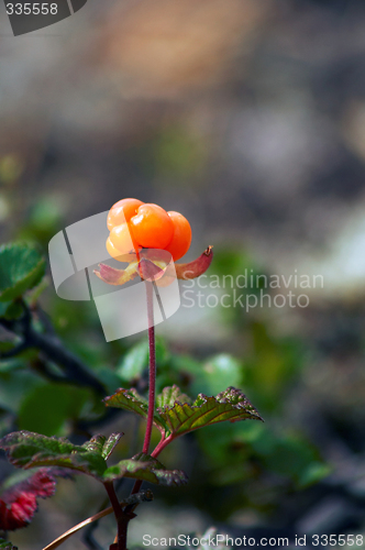 Image of cloudberry