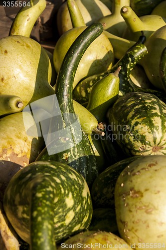 Image of Kalebassenkürbirs cucurbita pumpkin pumpkins from autumn harves