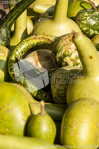 Image of Kalebassenkürbirs cucurbita pumpkin pumpkins from autumn harves