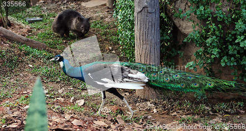 Image of Wombat and a peacock.