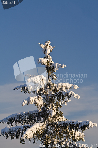 Image of Fir tree in winter