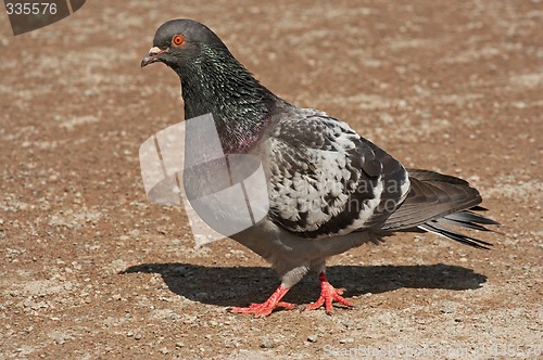 Image of pigeon