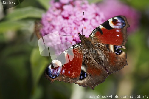 Image of peacock butterfly