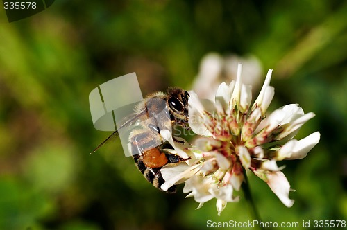 Image of bee on white clover