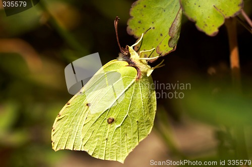 Image of brimstone butterfly