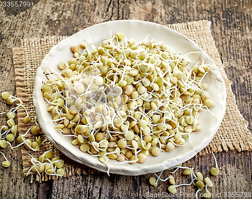 Image of sprouted lentil seeds