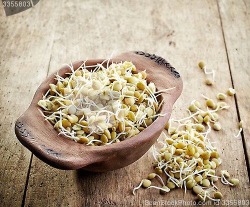 Image of sprouted lentil seeds