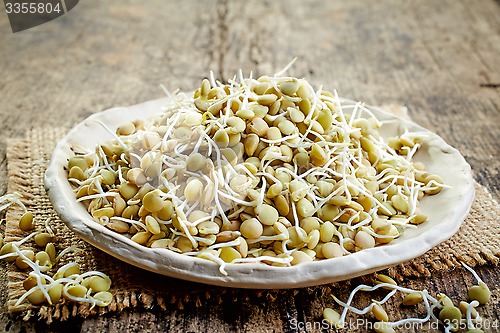 Image of sprouted lentil seeds