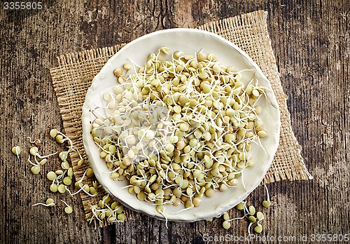 Image of sprouted lentil seeds