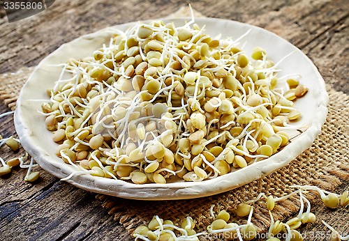 Image of sprouted lentil seeds