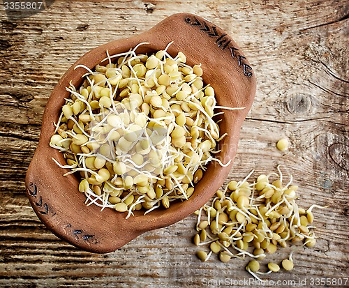 Image of sprouted lentil seeds