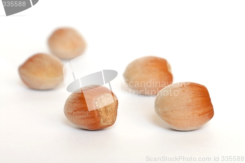 Image of Hazel Nuts