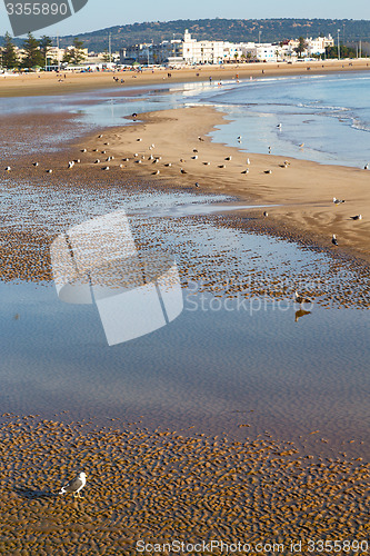 Image of abstract in morocco  sea africa    bird