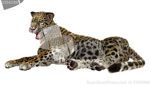 Image of Big Cat Jaguar