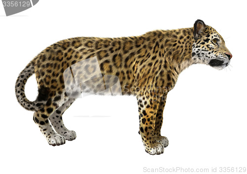 Image of Big Cat Jaguar