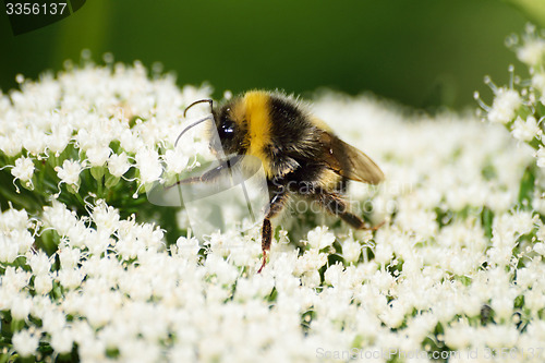 Image of BEE ON FLOWER.