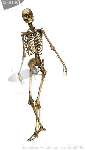 Image of Human Skeleton