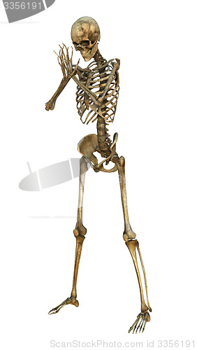 Image of Human Skeleton