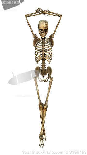 Image of Human Skeleton