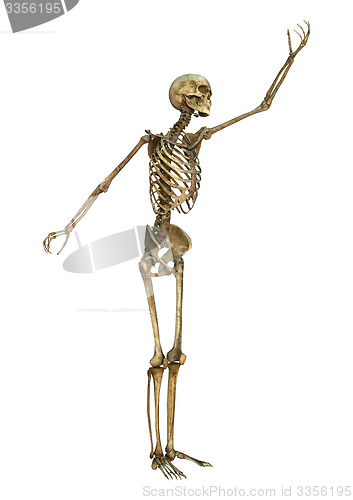 Image of Human Skeleton