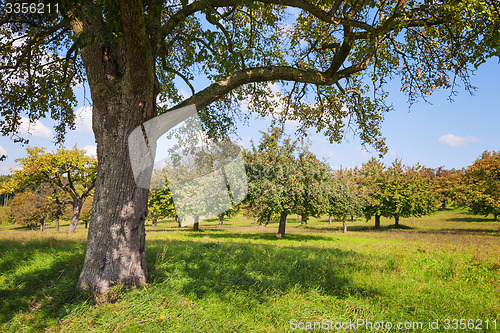 Image of Apple trees Lake Constance