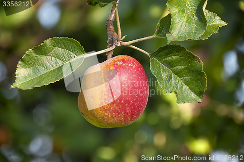 Image of Apple Lake Constance