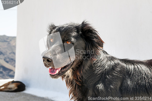 Image of Black dog on Santorini