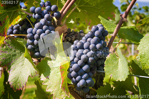 Image of Wine grapes Lake Constance