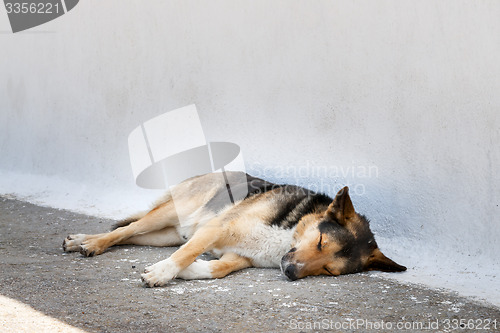 Image of Sleepy dog Santorini