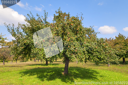 Image of Apple trees Lake Constance