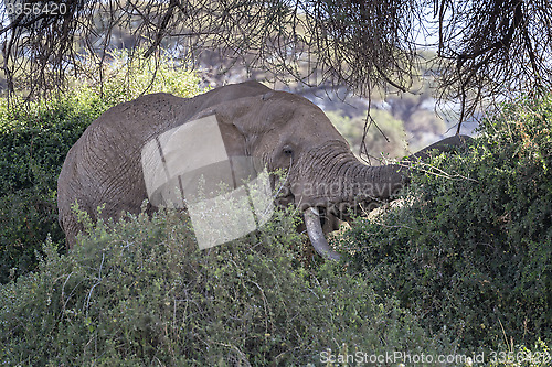 Image of  African Bush Elephant